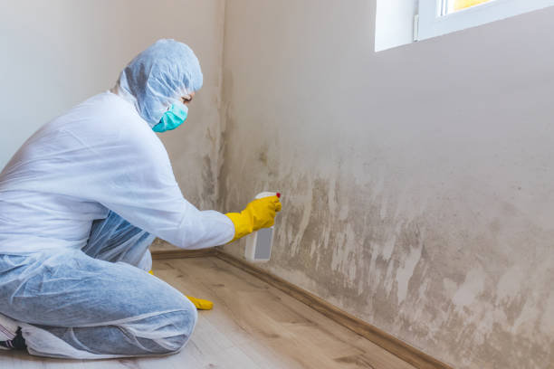 Licensed Attic Mold Removal service in Newton, NC - WQB Mold Removal