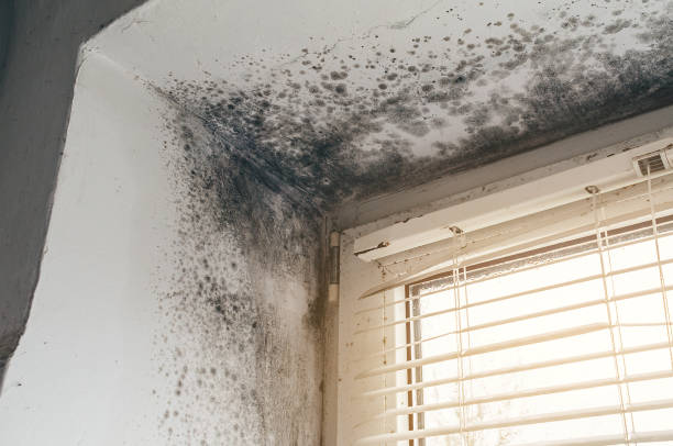 Affordable Attic Mold Removal solutions in Newton, NC