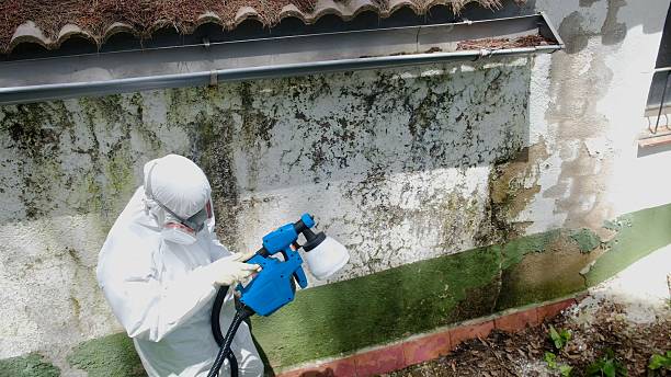Top rated local Attic Mold Removal specialists in Newton, NC